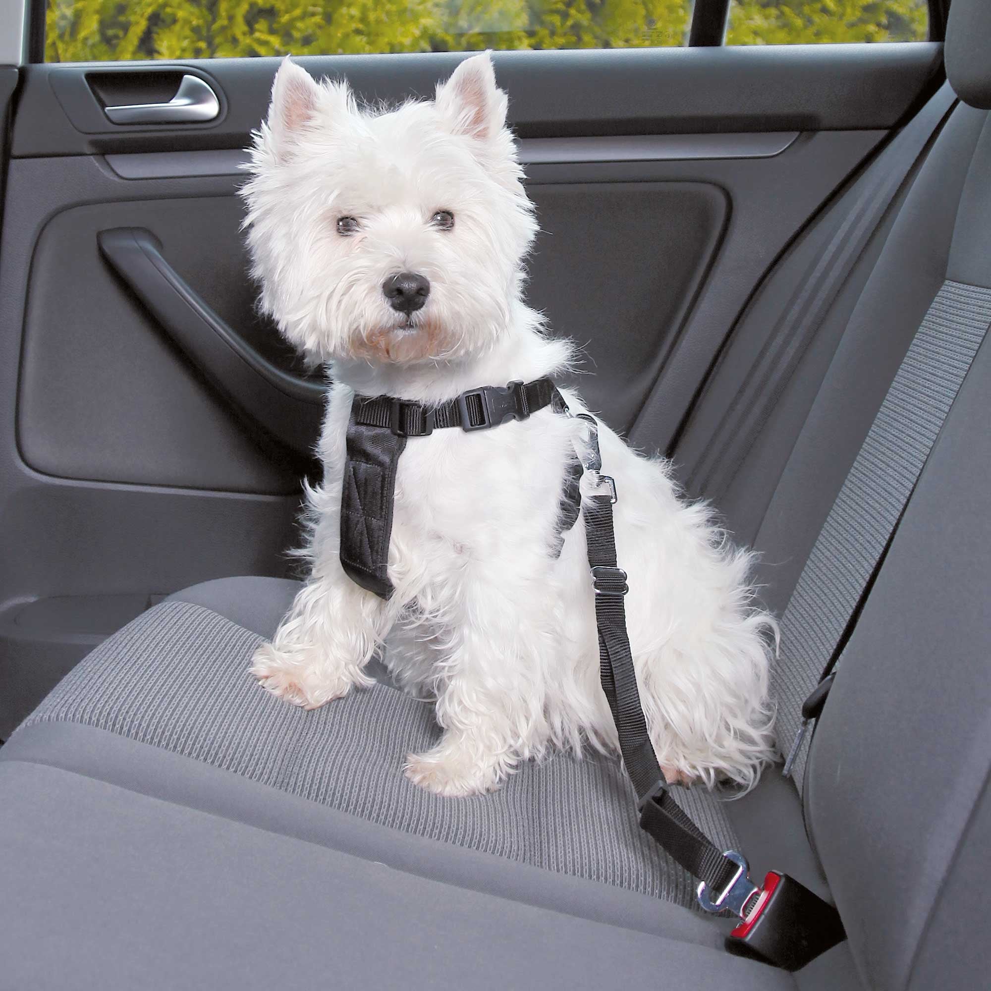 Harnais Pour Voiture XS
