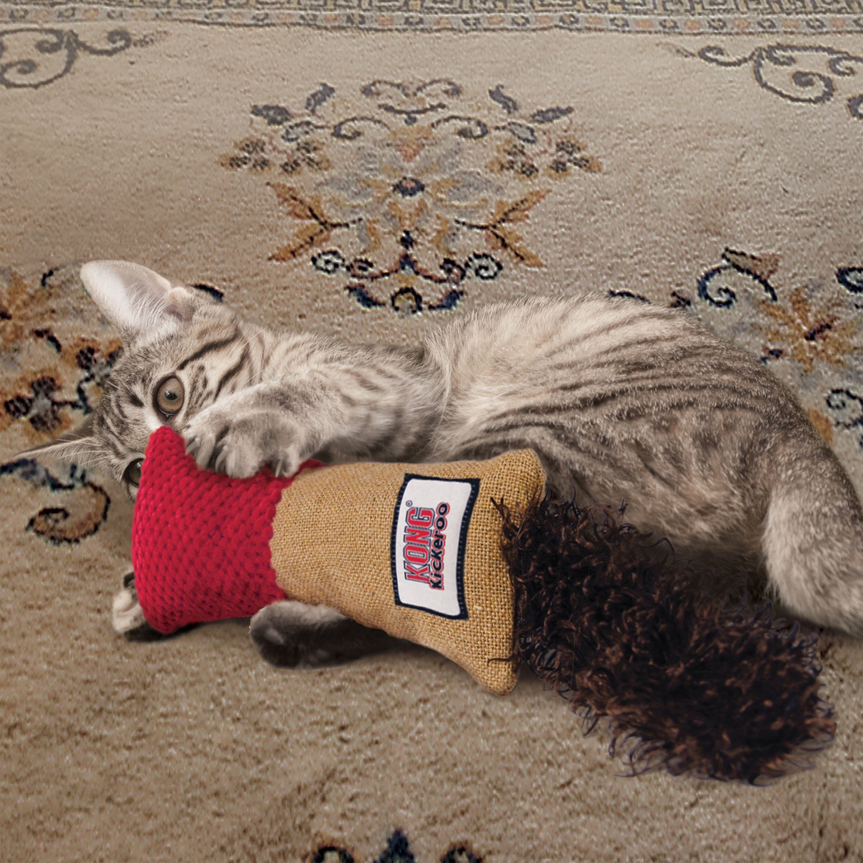 chaton jouant avec un kong kickeroo cudler rouge