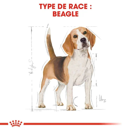 Beagle Adult 3Kg
