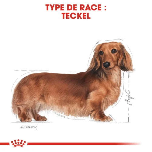 Dachshund Adult 1,5Kg