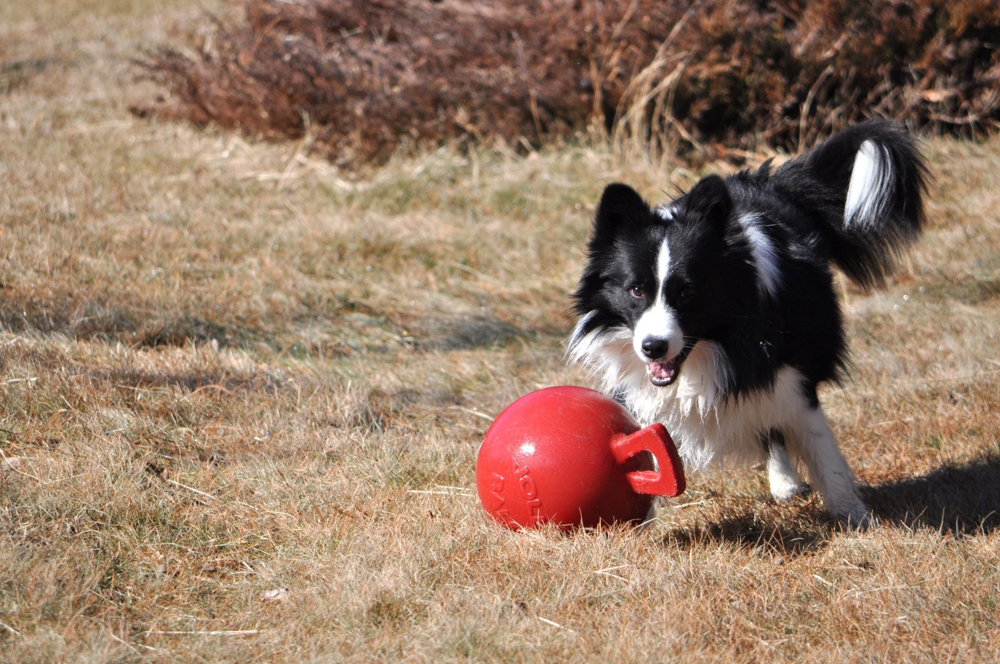 Jolly Tug-n-Toss  Rouge  Ø10cm