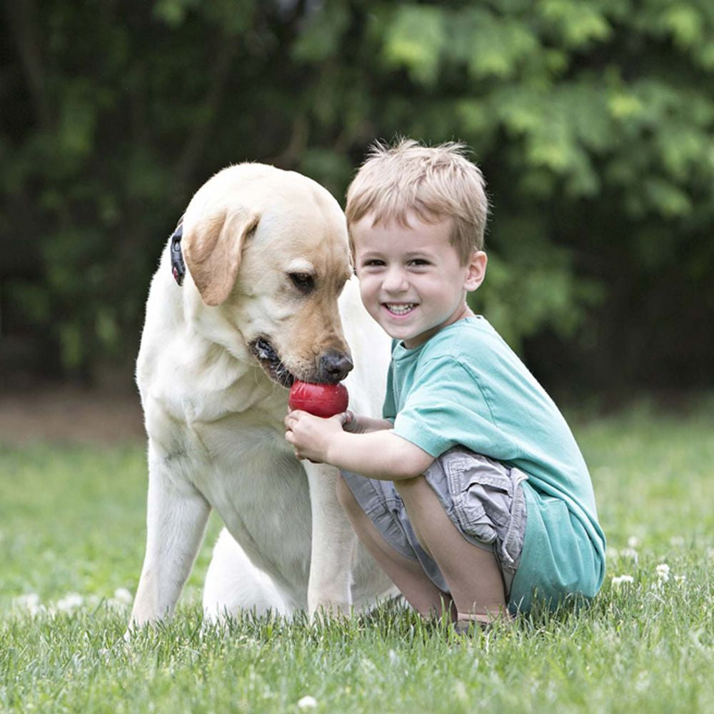 Labrador avec son jouet classic rouge tenu par un enfant