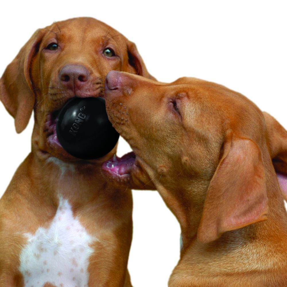 2 chiens et 1 balle kong extreme