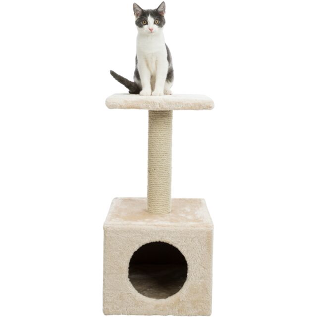 Arbre A Chat Zamora